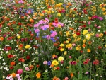 Campo con gran variedad de flores silvestres