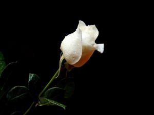 Rosa de color blanco con gotas de rocío