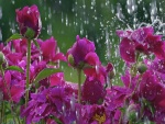 Gotas de lluvia sobre peonías color púrpura