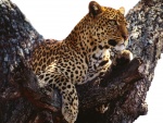 Leopardo observando desde un árbol