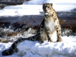 Un leopardo de las nieves mirando con atención