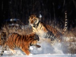 Unos tigres peleando sobre la nieve
