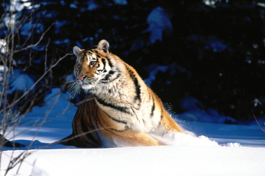 Tigre en la nieve