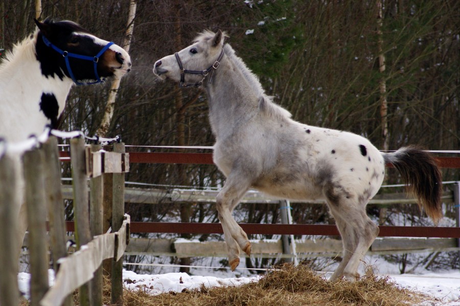 Dos bonitos caballos