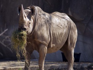 Rinoceronte comiendo hierba