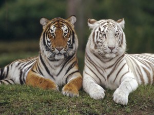 Tigres con distinto pelaje