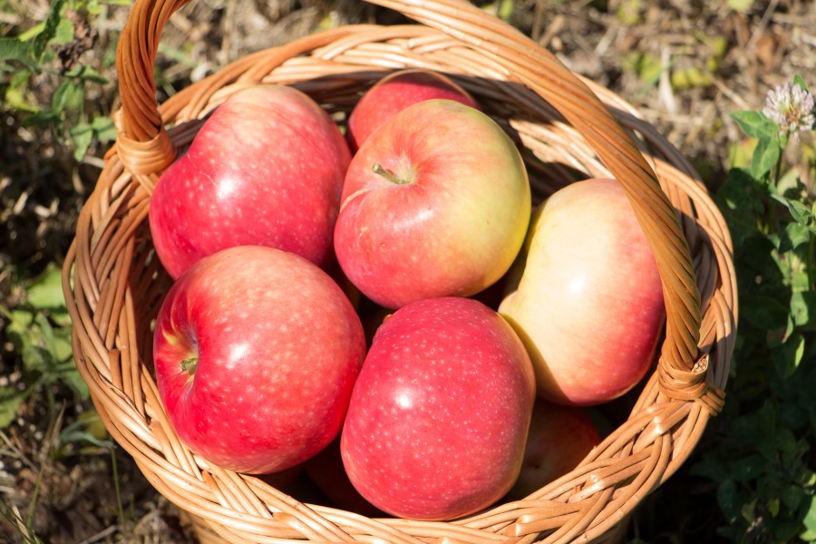 Manzanas frescas en una cesta