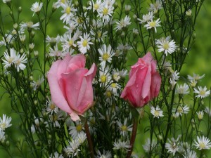 Postal: Rosas rosadas y flores silvestres
