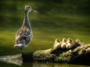 Familia de patos sobre un tronco