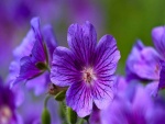 Geranio salvaje color púrpura