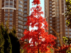 Un árbol con hojas otoñales en la ciudad