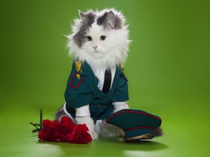 Postal: Un gato de uniforme