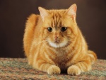 Un bonito gato anaranjado