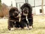 Dos cachorros de Mastín tibetano