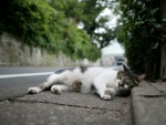 Gato tumbado junto a una carretera