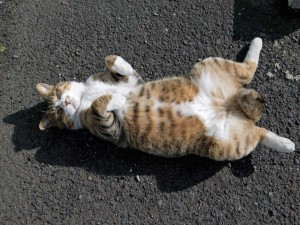 Un gato dormido sobre el asfalto