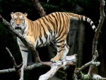 Tigre sobre las ramas de un árbol