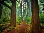 Camino en un bosque