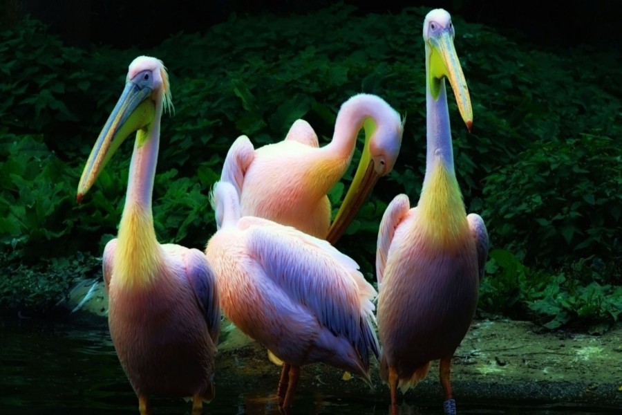 Pelícanos con plumas color arcoíris