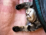 Un gato durmiendo cómodamente