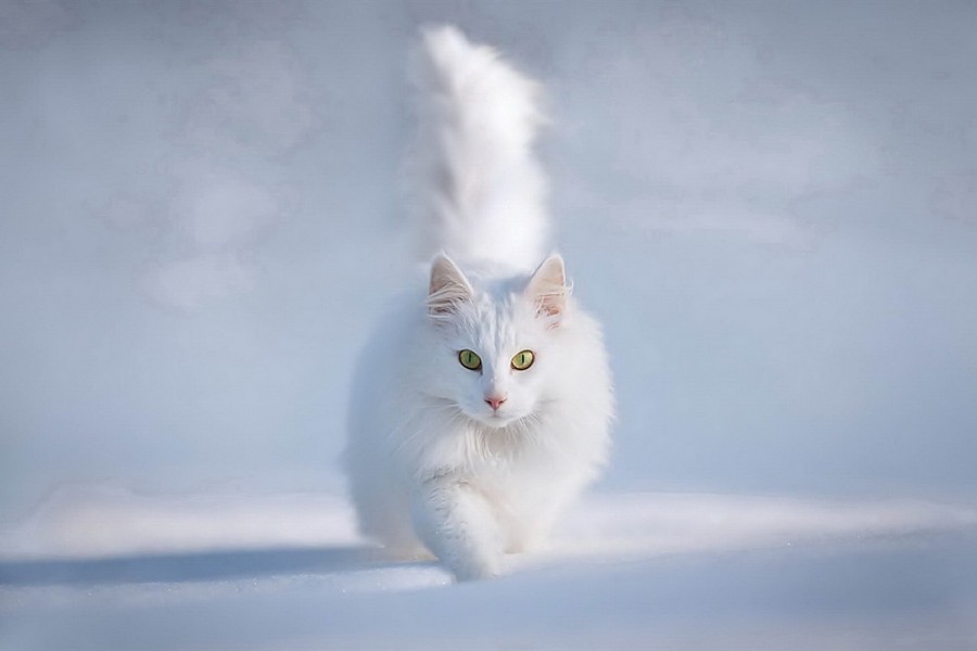Un hermoso gato blanco caminando en la nieve