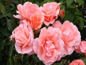 Bellas rosas de color rosa