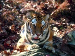 Tigre sobre una roca