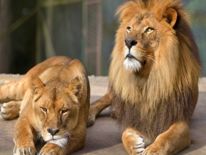 Una pareja de leones