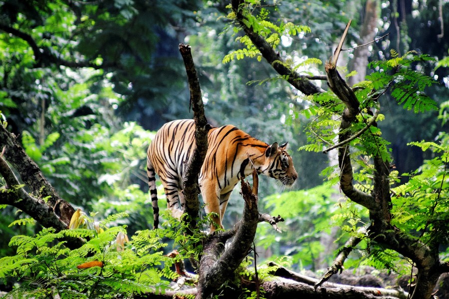 Tigre de bengala en la selva