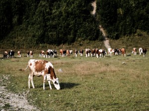 Vacas comiendo en el prado