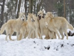 Manada de lobos blancos en un frío día de invierno
