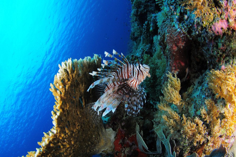 Pez león junto a un arrecife de coral