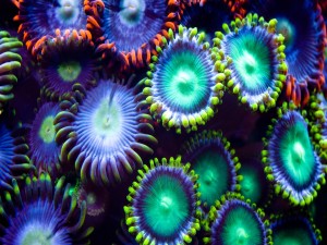 Vistosas y coloridas anémonas de mar