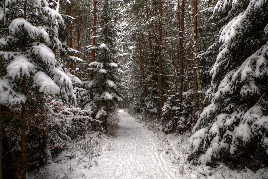 Camino en el bosque cubierto de nieve