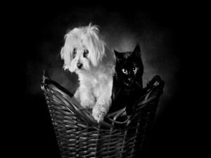 Postal: Gato negro y perro blanco sentados en una cesta de mimbre