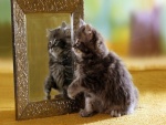 Un gatito mirándose en el espejo