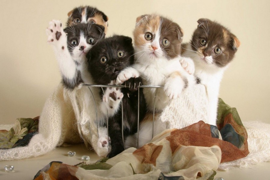 Simpáticos gatitos en una cesta de aluminio