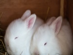 Dos conejitos blanco durmiendo en la paja