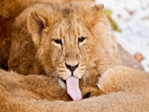 León mostrando la lengua