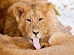 León mostrando la lengua