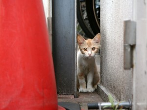 Postal: La mirada de un gato callejero