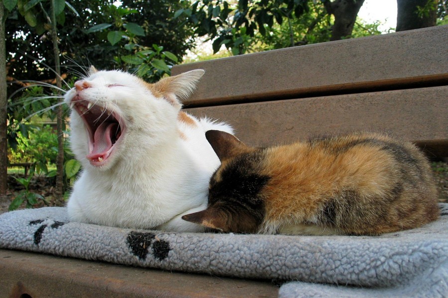 Dos gatos descansando sobre un banco