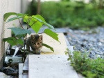 Gatito bajo una planta