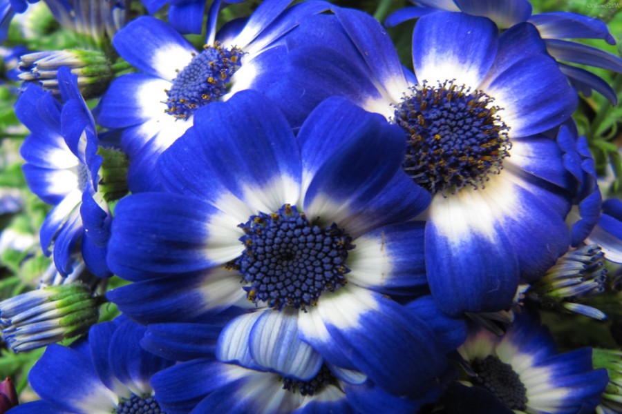 Maravillosas flores azules y blancas en el jardín