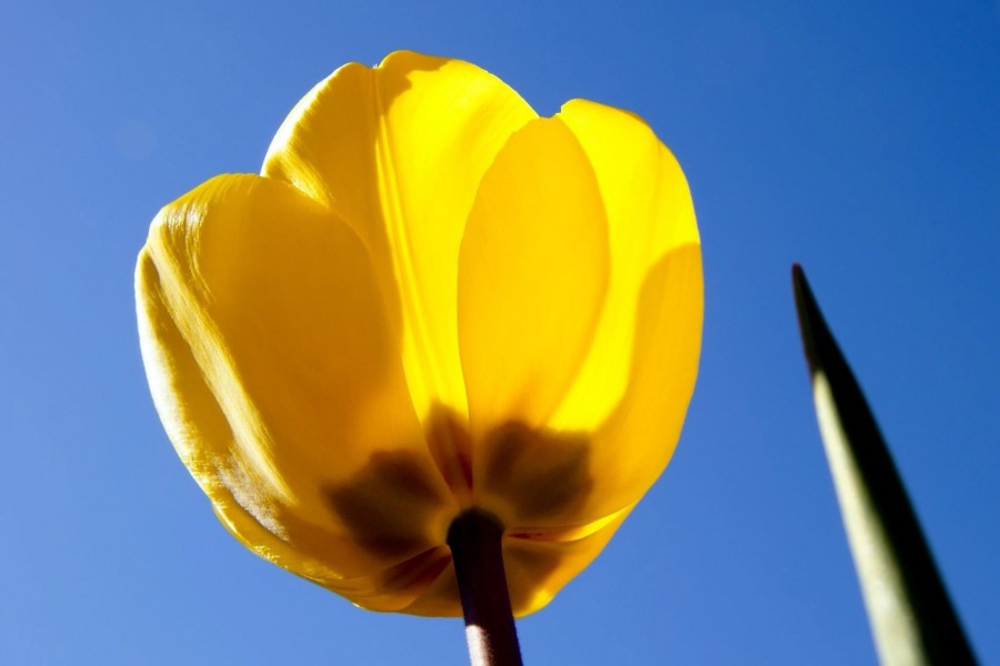 Un solitario tulipán de color amarillo