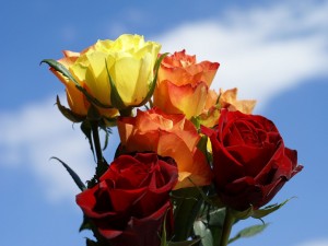 Postal: Encantador ramo de rosas de varios colores