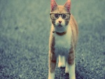 Un simpático gato con gafas