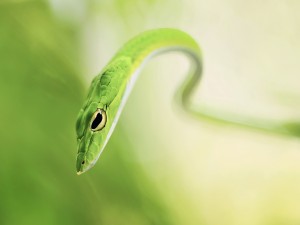 Una bonita serpiente verde