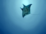 Una manta raya nadando en el océano