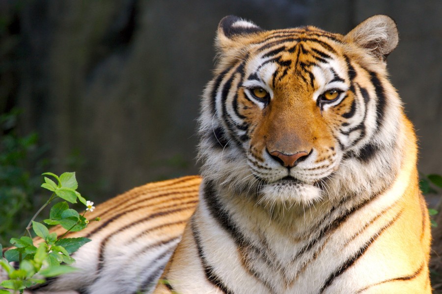 Un bello tigre